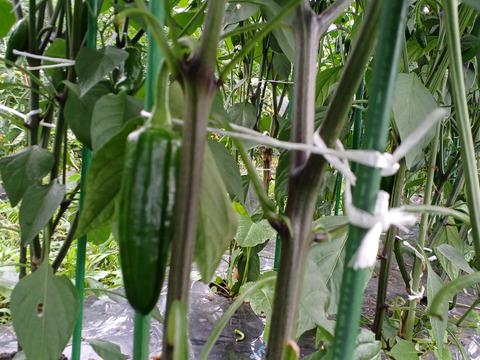 【お試し】北海道産　旬の夏野菜セット1.2Kg(4～5品目)