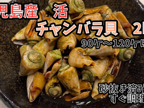 鹿児島県産天然チャンバラ貝（マガキ貝） 2kg