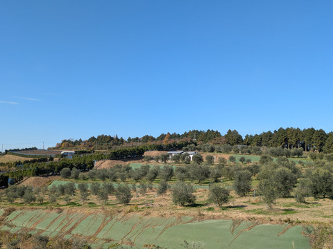 河野農園のオリーブオイルとえごま油の詰め合わせセット