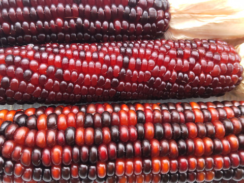 虹色に輝く宝石トウモロコシ「グラスジェムコーン（Glass Gem Corn）」6本　2025年産
観賞用です
クラフト、インテリア、リース、クラフト、撮影小物などさまざまな用途で人気があります