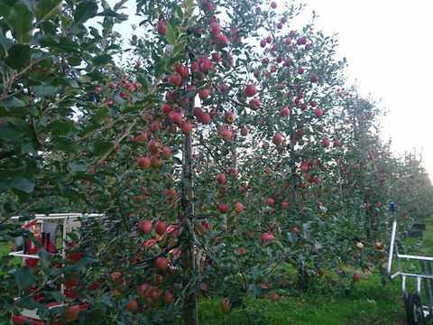 大臣賞ふじ　10キロ　40～46玉　秋田県からすぐに食べきりサイズを食卓へ