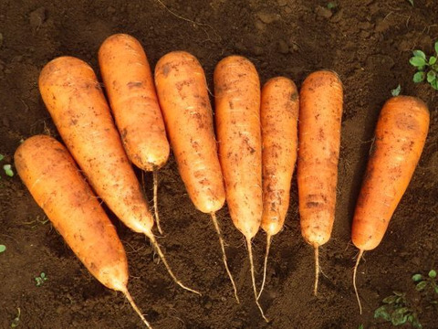 信州・香りと甘味の人参（８㎏）　農薬化学肥料不使用