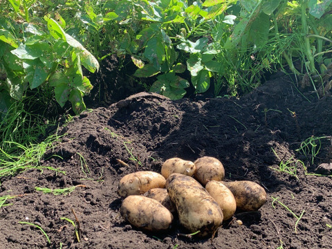 【神鍋火山が落とした宝】兵庫県但馬産新じゃがいも（メークイン）7kg（箱入）