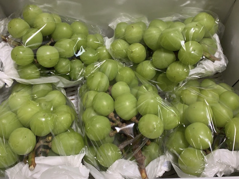 シ③■訳あり・カット房■ 【シャインマスカット】2kg化粧箱