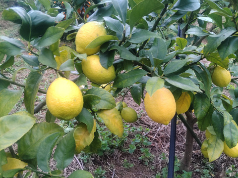 防腐剤、ワックス不使用　皮ごと使用  広島県産レモン良品　5ｋｇ