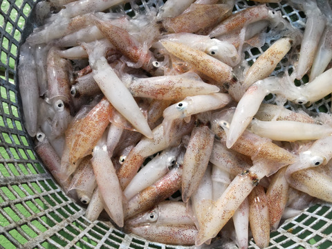 ヒイカ大中サイズ約２㌔