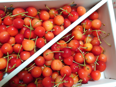 【訳あり】ご家庭用‼︎数量限定‼︎コスパ抜群‼︎1kg‼︎お買い得‼︎東根産佐藤錦