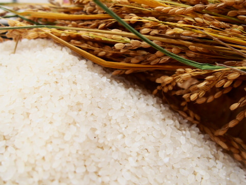 【精米無料】健康長寿のまち京丹後が誇る 美味い 米丹後コシヒカリ玄米 10kg