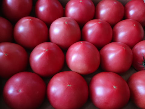 (Mｾｯﾄ）夏の贅沢！清涼感あふれる王道トマト4kg