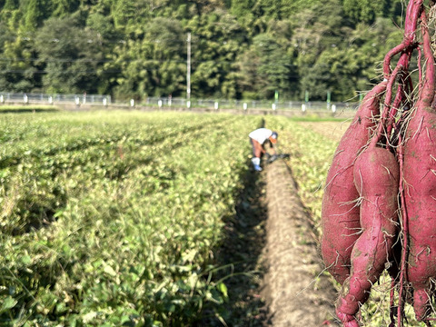 【紅あずまとったど～！】紅あずま１０ｋｇ(箱入)　10月以降～発送予定！　熟成期間１ヶ月超！　さつまいも！