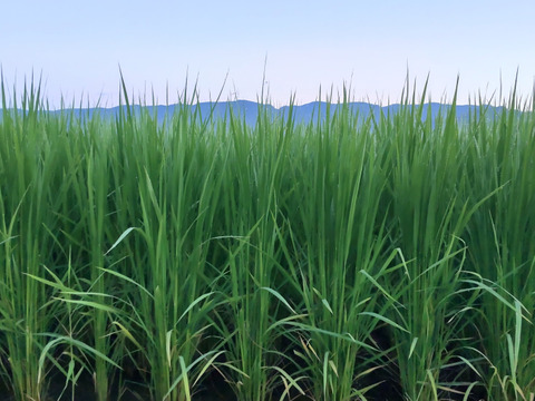 🌾新米10kg🌾コシヒカリ玄米🌾令和6年新米【予約販売です 🌾新米10kg🌾コシヒカリ玄米🌾令和6年新米【予約販売です