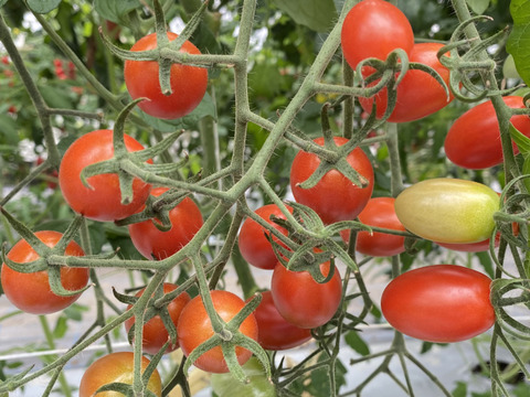 【次回、R4年7月から販売予定】久万高原の濃厚トマト２種セット！食べ比べ！　トマトベリー500グラム&アイコトマト500グラム