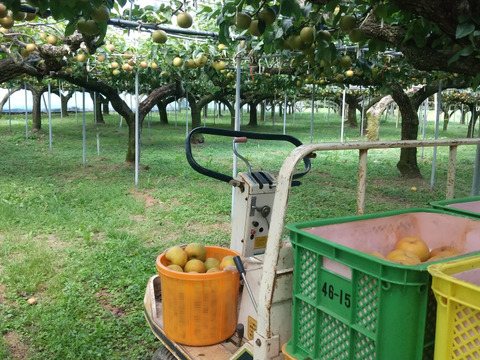 小さいけど甘味はしっかり：幸水梨（家庭用）小玉 Ⅿサイズ　約5kg(20玉)