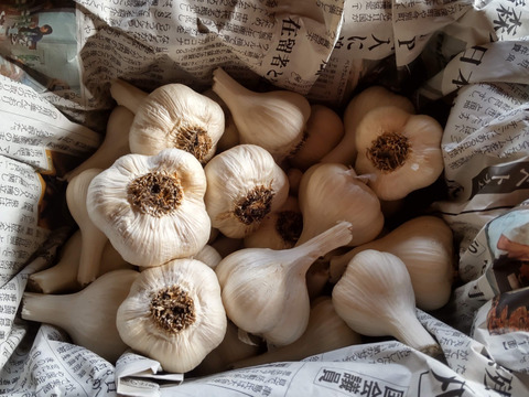 農薬散布０回　青森県産ホワイトにんにく1㎏　有機栽培