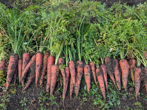 有機JAS認証 寒さで甘くなった人参「京くれない」8㎏