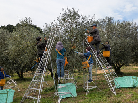 天空のエキストラバージンオリーブオイル(大分県国東市産）　１０５ｇ×１本