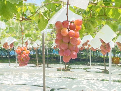 サンシャインレッドとシャインマスカット