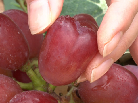 【超人気　ハートの粒】「牧丘天空の丘ブランド　マイハート」約1kg