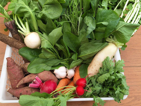 【農薬化学肥料不使用】旬の野菜セット(80サイズ5-6品)