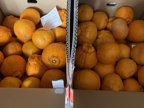 【商品情報確認必須】ガキデコ20キロ