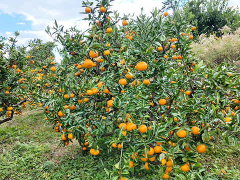 【樹上完熟】甘酸っぱくて味が濃い！自然栽培みかん５ｋｇ