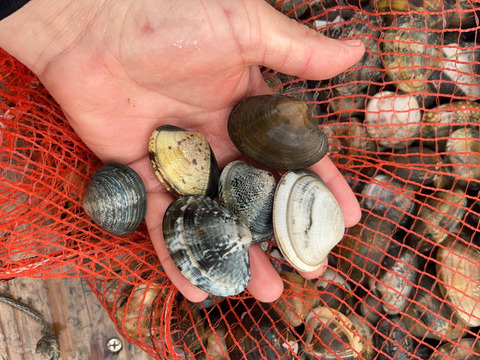 愛知県 三河湾
（内湾）手掘り大粒アサリ  1キロ今年は特に身入り，
BBQ，味が別格❗️酒蒸し，味噌汁，アクアパッツァ，パスタで