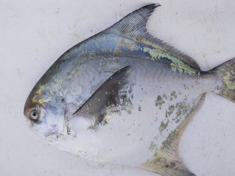 マナガツオ 1 5 ２ 香川県産の魚 食べチョク 産地直送 産直 お取り寄せ通販 農家 漁師から旬の食材を直送