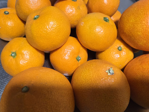 【福袋】まどんな1.5kgと愛媛みかん2kg(合計3.5kg) 食べ比べセット こたつで食べたい！みかん・まどんなセット