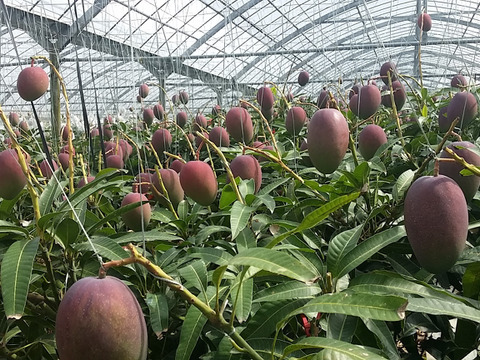 [予約]沖縄県産マンゴー1.5㎏（4～6玉）
ご家庭用