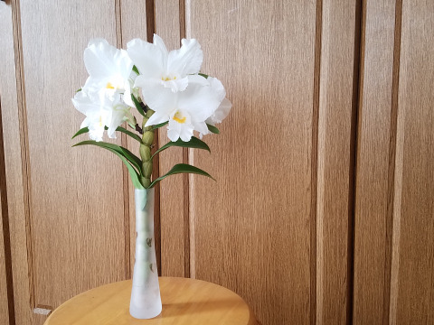 【蘭の福箱❁⃘*.ﾟ】夏の蘭 フォーミディブルの鉢花＆切り花