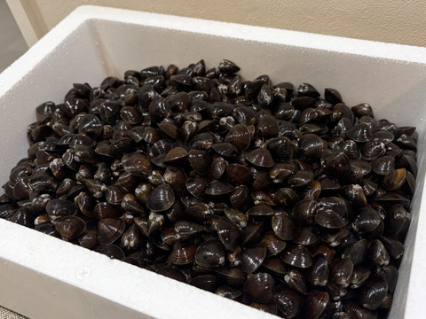 【送料お得】十三湖産大和しじみ　お得なおまかせサイズ5kg