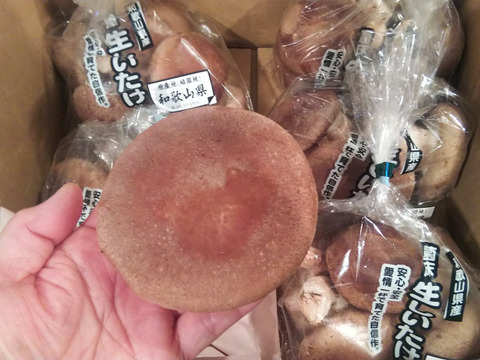 和歌山冨貴産松茸 訳有り品339㌘本日発送品