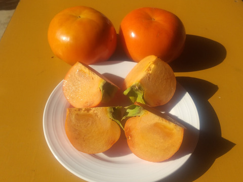 【希少】九度山の富有柿＜ワケあり＞色々なサイズ詰め合わせ(４～６個入り) (１、５kg)【除草剤不使用】【農薬４～５割節約栽培】