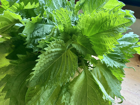 【自然栽培🍀80サイズ】朝採り新鮮！旬菜セットM（３〜５人様向け）