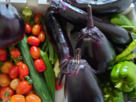 野菜ソムリエプロが作る旬の夏野菜セット