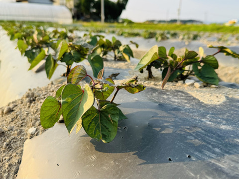 農薬不使用、有機肥料　『紅あずま』5kg