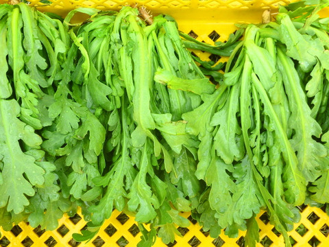 香りさわやか!春菊1ｋｇ～農薬/化学肥料・不使用