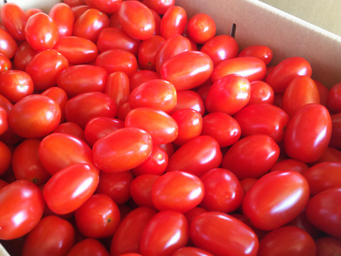 【朝市限定】さくらんぼのような秋のミニトマト【桃川農園のフルーツプチ】（２kg）