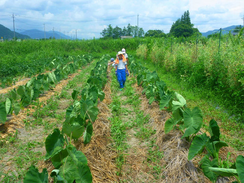 越冬旨み！ねっとりパワー＊里芋3ｋ～農薬/化学肥料・不使用