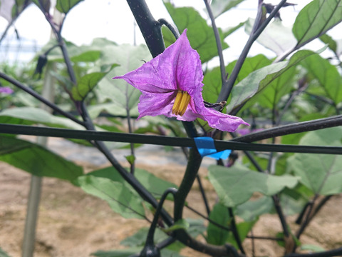 新鮮！朝採りのなす（５㎏）【終了間近（10/1 お届け分まで）】