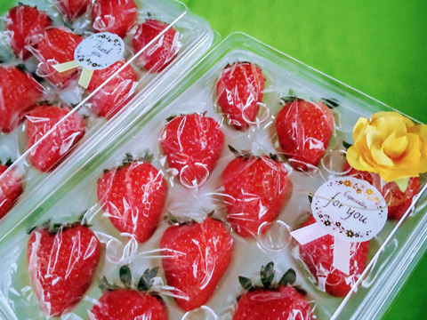【母の日ギフト】❝苺❞甘味と酸味のバランスが最高！品種：おいCベリー