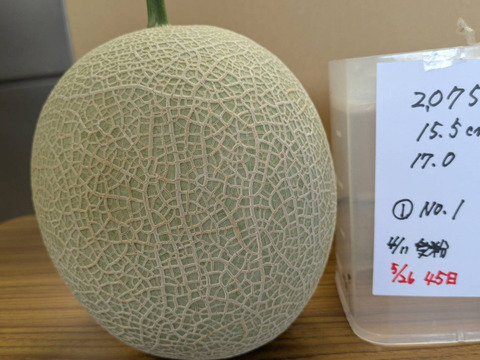 【今年もきました！大好評！】いつでも甘くておいしい大玉最高級メロン！「大利根ロマン シルバーランク！」
