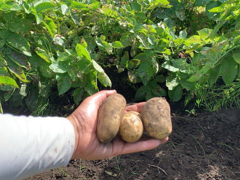 【ごろごろ、ほっくほくのメークイン】  兵庫県但馬産じゃがいも（メークイン）10kg（箱入）
