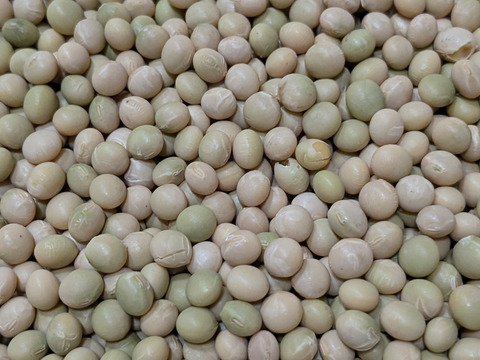 有機青大豆 「合わせ買い（同梱）用」大袖の舞 900g  北海道十勝 “豆のまち”本別町 2025年産　オーガニック