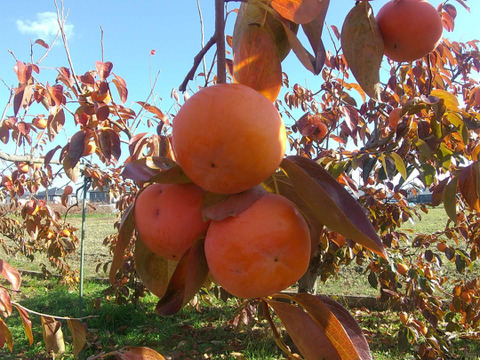 お買い得!!【富有柿  8ｋｇ入り】（ご自宅用）Ｍ～2Ｌサイズ