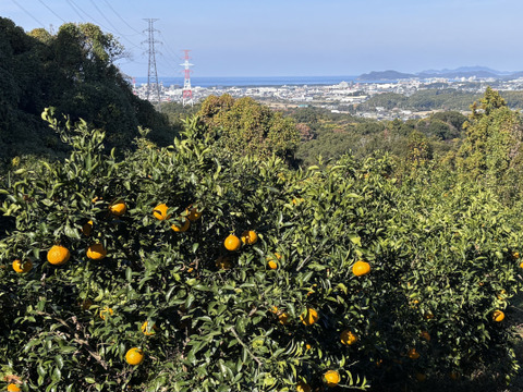 🍊手でむけて食味も◎不知火小玉サイズ！ご家庭用しらぬい4.5kg
