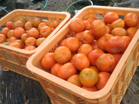 奄美大島原種の希少な赤みかん○お試しご家庭用 1.5kg○酸味と甘味のバランスが絶妙な大変珍しいみかんです。