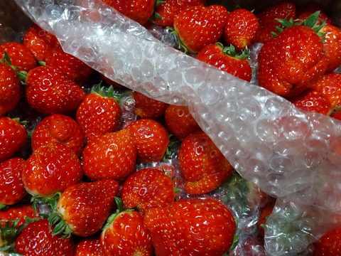 【加工用いちご】3拍子揃った美味しさ❝よつぼし❞（約1.6kg）