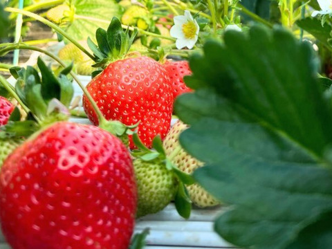 あまおう サイズ色々！270ｇ×4パック　たっぷり1080ｇSP