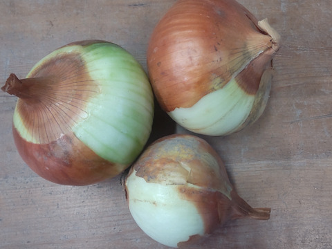 《数量限定！ご家庭用》淡路島の 甘くて美味しい訳あり完熟玉ねぎ 3kg